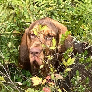 Meet your Posher, Jonas